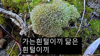 흰털이끼 Leucobryum glaucum Hedw Aongstr [upl. by Oiled]