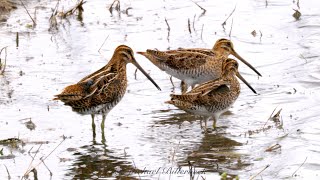 Common Snipes Gallinago gallinago  Bekassinen [upl. by Onairot]