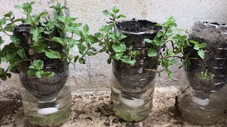 How To Growing Herbs With Land Compost In Pot Bottle PlasticWith Ash And Under Water herbs [upl. by Arquit369]