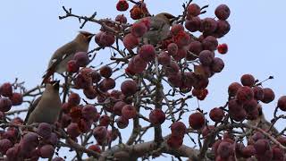 Winter waxwings [upl. by Yllib]