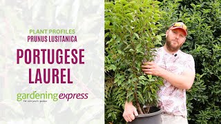 Plant Profile  Portugese Laurel Prunus Lusitanica [upl. by Ariait598]