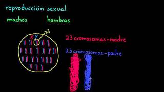 Variación en una especie  Biología  Khan Academy en Español [upl. by Chlori]