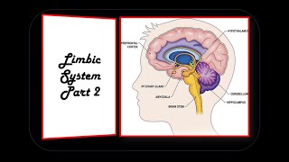 LIMBIC SYSTEM PART 2 [upl. by Olivero]