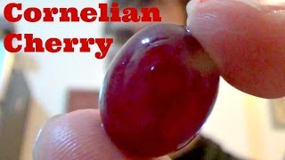 Cornelian Cherry Review  Sharbat recipe  Weird Fruit Explorer Ep 112 [upl. by Lindblad]