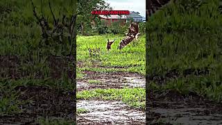 Eagle vs peregrine Falcon trending shorts animals wildlife peregrinefalcon eagle falcon [upl. by Yajnas]