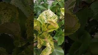 copperleaf acalypha wikesianayoutubeshorts gardening ornamentalplants shortsnature [upl. by Gaskill]