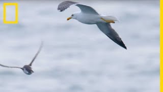 Ces goélands partent à lattaque de petits guillemots [upl. by Nauj867]