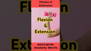 Flexion and Extension shorts [upl. by Nimzzaj]