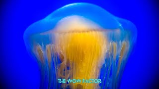 Jellyfish The Alien Creatures of Our Oceans [upl. by Gibbie603]