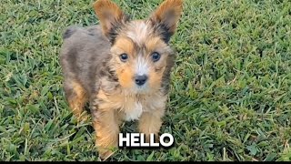 Yorkie Terrier Looking at the camera puppy trending pets doglover furbaby youtube [upl. by Brewster]