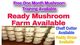 ಬೆಂಗಳೂರು Free Training Available ತರಬೇತಿ  Ready Mushroom Farm Available  Chaff Cutter available [upl. by Otiv715]