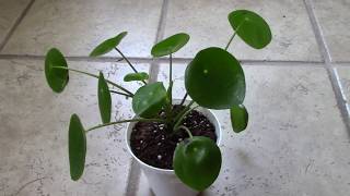 How I Fixed Curly Leaves on my Pilea Peperomioides [upl. by Noira]