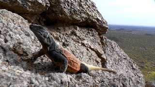 The Chuckwalla lizards of Arizona Epic footage inside the rocks [upl. by Ettigdirb]