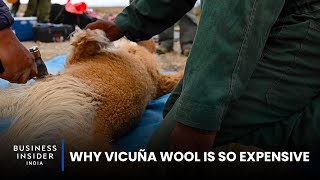 Why Vicuña Wool Is So Expensive  So Expensive [upl. by Anelas806]