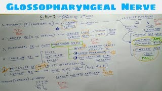 Glossopharyngeal Nerve  Part 1  9th Cranial Nerve  Chart  TCML [upl. by Lovell]