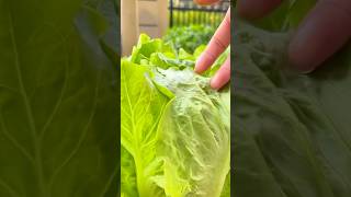 Grow Perfect Lettuce Every Time With This Simple Trick [upl. by Kinimod177]