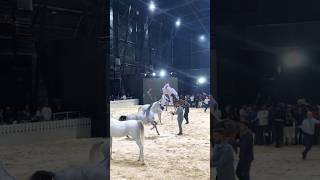 beautiful horses showshorts ytshorts horseshows [upl. by Krall]