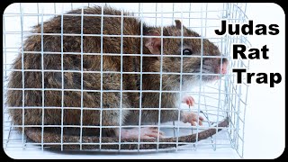 Judas Rat Trap  Using A Pet Rat To Catch Nasty Invasive Wild Rats Mousetrap Monday [upl. by Leahcimsemaj]