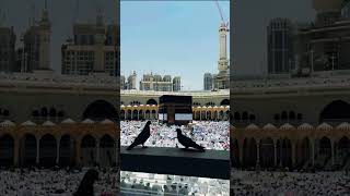 kabay ki ronaq kabay ka manzar allahuakbar mohammadﷺ viralshorts trendingshorts [upl. by Sirromed]