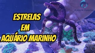 Como ter ESTRELAS em Aquário Marinho [upl. by Eiba]