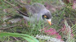 Noisy Miner 51 [upl. by Verney]