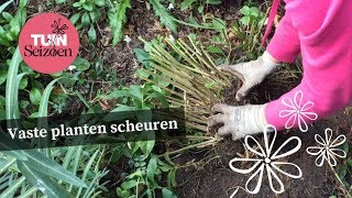 Vaste planten scheuren  Tuinseizoen [upl. by Ahsenrad]