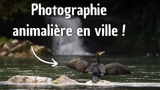 PHOTO ANIMALIERE  voir des oiseaux et des animaux en ville [upl. by Naraj]