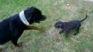 rottweiler vs pitbull [upl. by Borden781]