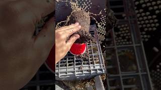 Checking English Thyme for Root Rot [upl. by Yenaj]