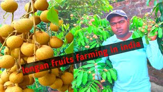 longan fruits farming in indiaSarika nursery [upl. by Broder]