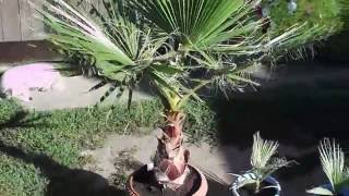 Washingtonia robustafilifera [upl. by Richard]