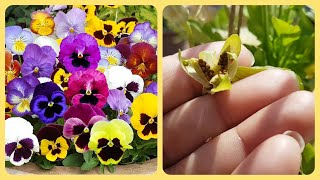 462Pansy seed collection kaise kareHow to collect Pansy seeds🌾🌱🌻 [upl. by Nilrak]