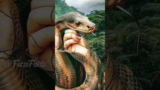 Green Anaconda in Amazon animals amazonrainforest anacondas amazonriver wildlife [upl. by Rehportsirhc]