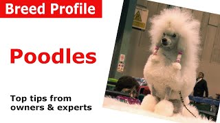 Poodle Dog Breed Advice [upl. by Etnwahs]