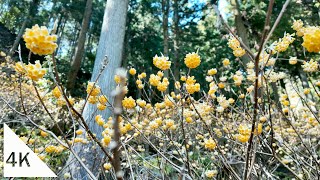 【4K】Fudo Falls and Fudojiri no Mitsumata Walking [upl. by Madonia549]