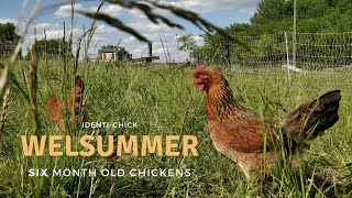 Welsummer 6MonthOld Chickens [upl. by Aliber119]