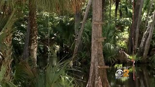 Alligator Chases Florida Teen Up Tree [upl. by Lleznol74]