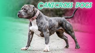 10 Best Canicross Dog Breeds [upl. by Atinrehs]