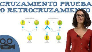 Cruzamiento prueba o retrocruzamiento [upl. by Mukerji]