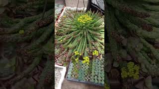 Stapelia Gigantea y euphorbia flanaganii en floración 😍😍😍 ccactusuculentas flor mosca stapelia [upl. by Lanae567]