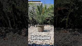 Palme richtig umtopfen DIY Tutorial Phoenix canariensis Kanarische Dattelpalme 🌴 pflanzen Substrat [upl. by Aubree]