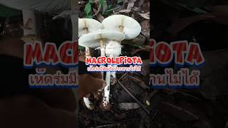 Macrolepiota เห็ดร่มเรียว [upl. by Aineles]