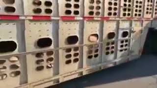 ►Vegans try to Stop a Pig Hauler [upl. by Aicad455]