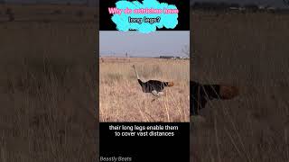 Why do ostriches have long legs animals wildlife facts [upl. by Depoliti]