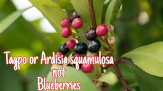 Tagpo or Ardisia squamulosa not Blueberries  correcting the misnamed fruit [upl. by Oloapnaig189]