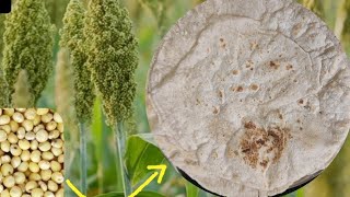 Jowar ki roti Johari ki roti banane ka tarika Jowar ki roti recipe Jowar ki roti kaise banate hai [upl. by Hurst]