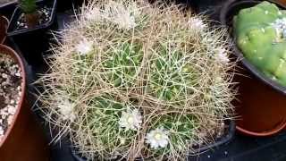 MammillariaDolichothele albescens Cactus with dainty white flowers [upl. by Fotina]