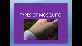 PSM 807 Different Types of Mosquito Difference between Anopheles Aedes Culex [upl. by Eerised]