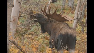 La prospection de son territoire de chasse  Michel Therrien  Sépaq [upl. by Nilknarf]