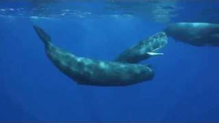 The Sounds of the Sperm Whale [upl. by Denny]